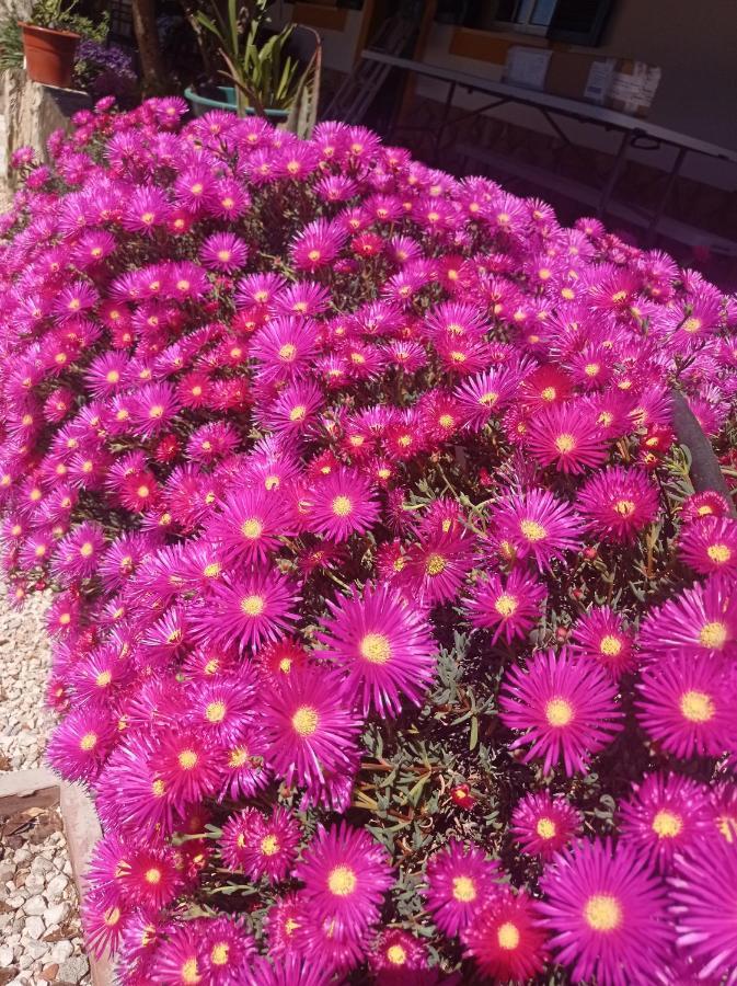 Quinta Das Hortensias I Quinta Do Sol Cruz do Campo Екстер'єр фото